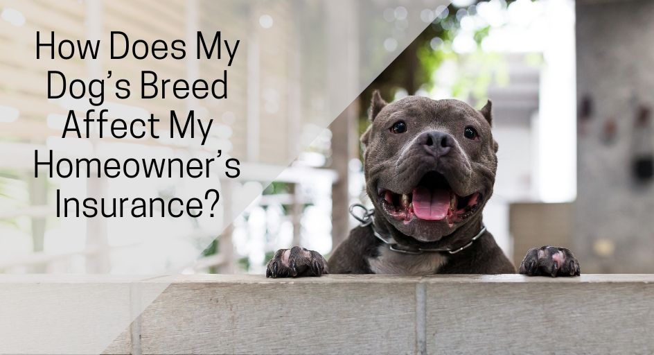 How Does My Dog’s Breed Affect My Homeowner’s Insurance?